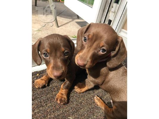DACHSHUND